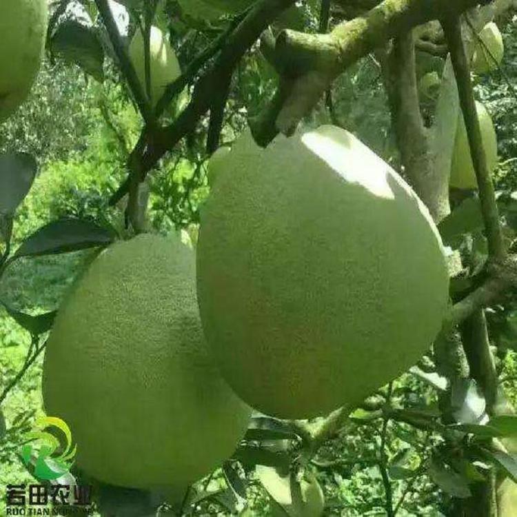 平和青柚苗