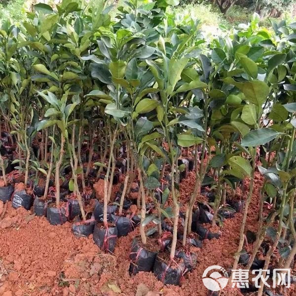 热带水果苗的新宠——泰国青柚苗